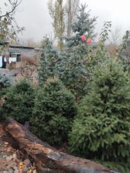 саженцы клубника опт, саженцы клубника от производителя, купить саженцы клубники оптом, саженцы клубники оптовая, саженцы клубники партия, саженцы клубники азия опт, саженцы клубники азия производитель, саженцы клубники альба опт, саженцы клубники прими п: Саженцы деревьев: Ели