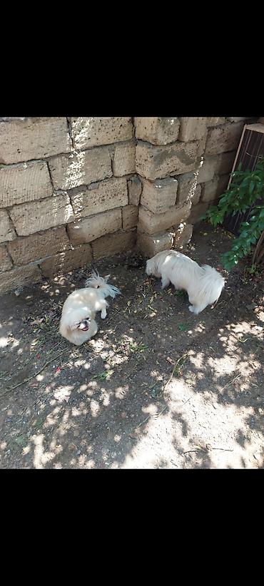 Pekines