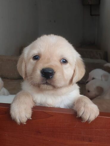 pitbull iti satilir: Labrador-retriver, 3 ay, Dişi, Peyvəndli, Ünvandan götürmə