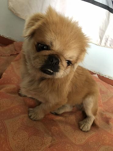 ev itləri balaca: Pekines, Erkək — 4