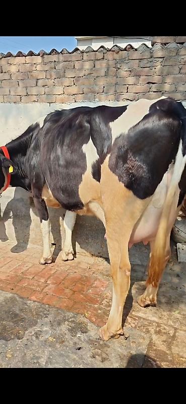 Inəklər, öküzlər: Holşteyn (qara-ağ) inək – buzovla birlikdə - Cins: Holşteyn, qara-ağ -da lalafo.az — 11 Inəklər, öküzlər: Holşteyn (qara-ağ) inək – buzovla birlikdə - Cins: Holşteyn, qara-ağ — 11