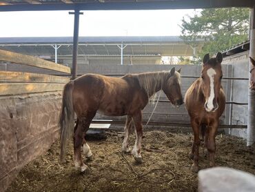 Лошади, кони: Продаю | Кобыла (самка) | Для разведения | Племенные — 5