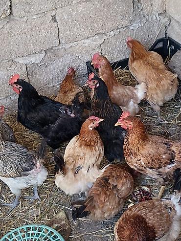 toyuq yemi: Məhsul: Ev quşları – toyuqlar (qarışıq rəng və cinslər) Təsvir: - — 4