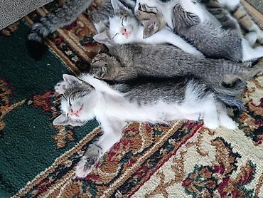 котята персидские: Беспородная, 1 месяц, Девочка, Биколор — 3