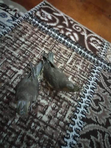 Quşlar: Nymfa tutuquşuları (Cockatiel) – boz və sarı tonlarda gözəl lələklər — 2