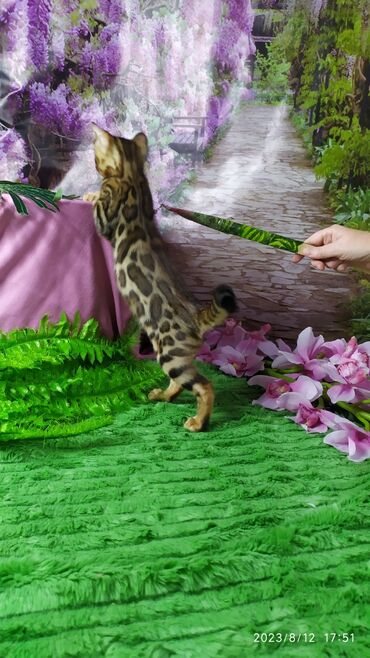 Продажа кошек: Друзья. Бенгальские котята !! Проф.Питомник Бен Гла Мур предлагает — 8