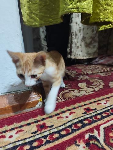 Продажа кошек: КОТЁНОК МАЛЬЧИК 2,5 МЕСЯЦА. Милый рыжебелый котёнок с короткой — 18