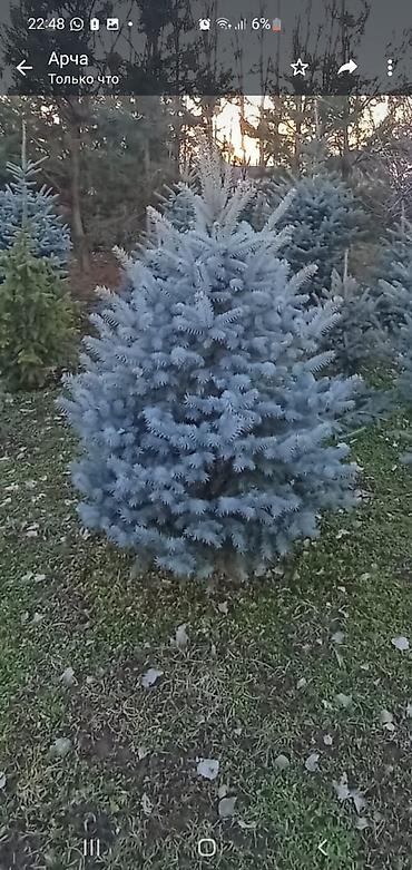 Декоративные деревья: Продаются ели голубые, зелёные, вечнозелёные самшиты, туи, сосны — 14