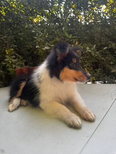 Продажа собак: Колли, 5 месяцев, Самец — 10