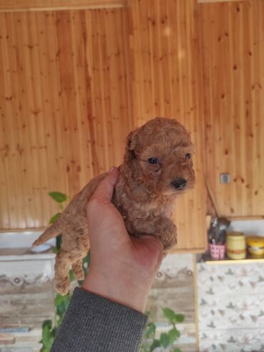 собак в добрые руки: Pudel, Peyvəndli