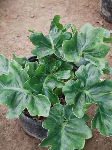 Otaq bitkiləri: Otaq bitkiləri – Fikus elastika kolleksiyası və digər dekorativ növlər — 35