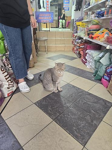 мини кошка: 2 года, Мальчик, Приучена к лотку, Проглистована, С прививками — 1
