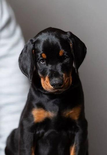 itler: Doberman, 2 ay, Erkək, Sənədli, Pulsuz çatdırılma — 4