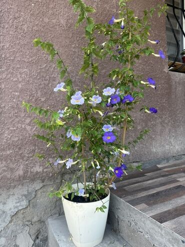 бордюрные розы: Цветущее растение Thunbergia erecta, также известное как кустовая
