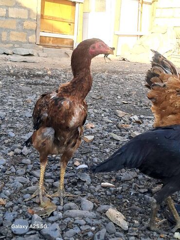 Toyuqlar: Heyratı çolpalar super cins,cavan saglam heyvanlardi -da lalafo.az — 1 Toyuqlar: Heyratı çolpalar super cins,cavan saglam heyvanlardi — 1