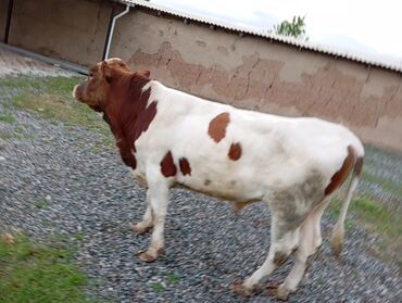Коровы, быки: Продаю | Бык (самец) | Голштин | На откорм, Для разведения | Племенные