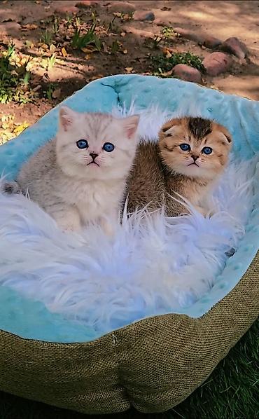 продам вислоухих котят: Шотландские чистопородные котята. Скоттиш фолд и страйт. Ласковые — 4