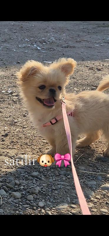 pekines satisi: Pekines, 4 ay, Dişi, Ünvandan götürmə — 6