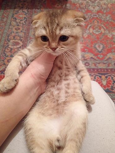 Pişiklər: Britan yastı qulaq, Erkək — 7