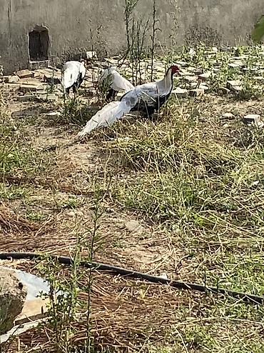 ev heyvanlarının satışı: Gumusu qirqovul erkeydi 2 ed satilir diwisiynen barter olunur 1 il 6 — 4