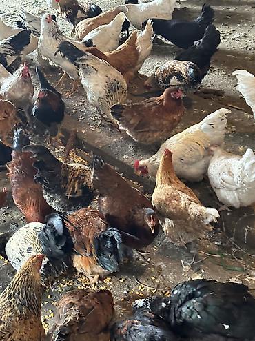 Птицы: Домашние куры — 10