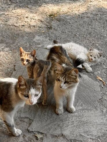 Отдам даром кошку: Кошка даром: Беспородная, Девочка — 3