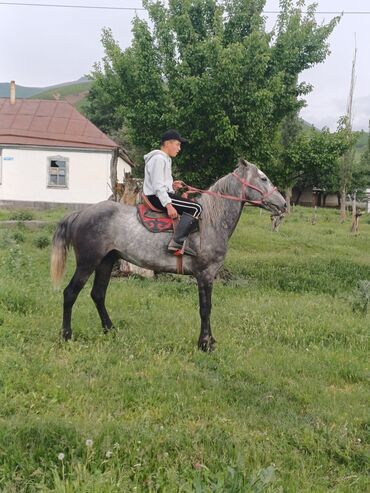 лошади тае: Продаю | Жеребец | Полукровка | Для разведения, Конный спорт