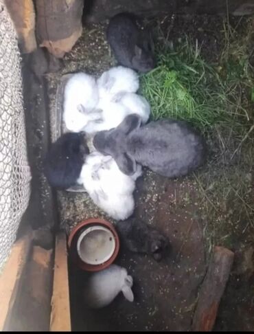 Декоративные кролики: Продаются крольчата 10 июля им месяц, самец крол НЗБ, самка крольчиха
