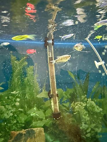 Akvarium dekoru: Malinezi orta olcu 1 manat danyo tul quyruq irili xirdali 1 manat — 11