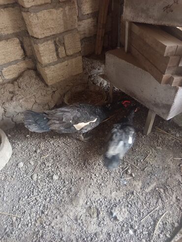 Ördəklər: Salam yerli və cins ördəklər satılır 20-70 manat arası ünvan Gəncə - — 2