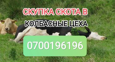 ат базар ош: Куплю | Коровы, быки, Лошади, кони | Круглосуточно, Любое состояние, Забитый