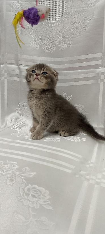 Pişiklər: Şotland — 11