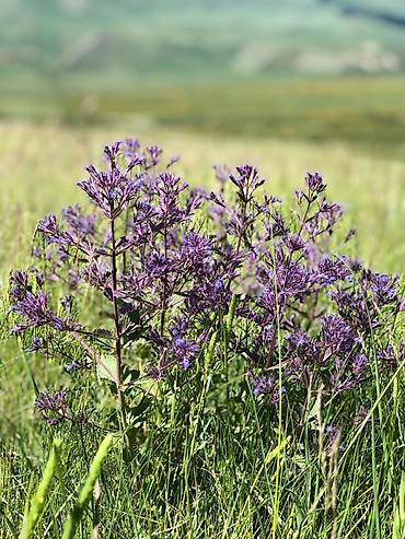 Туристические услуги: Кумысолечение в Суусамырской долине. Чистый воздух, натуральная еда — 11