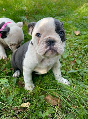 Psi: Odgajivacnica pasa "Happy Puppies" ima u ponudi prelepe stence — 3