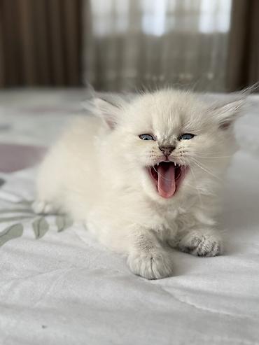 heyvan sikisi: Ragdoll cins balaca pişik – uzun tüklü, açıq krem rəngli, qulaqlar — 6