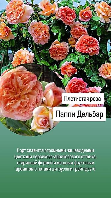 сколько стоит 101 роза в кыргызстане: Саженцы Платная доставка — 5