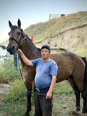белый конь: Продаю | Жеребец | Кара Жорго | Для разведения — 1