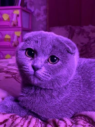 Кошки: Шотландская вислоухая кошка (Scottish Fold) - Окрас: серый (blue) — 2