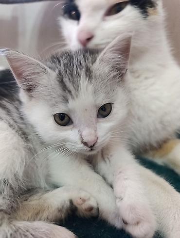 Отдам даром кошку: ❤️Отдам в добрые руки милых и ласковых котят. Окрас черно-белый и — 6