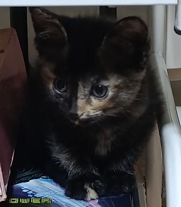 котенок отдам даром: Кошка даром: Беспородная, 1 месяц, Девочка, Приучена к лотку — 4