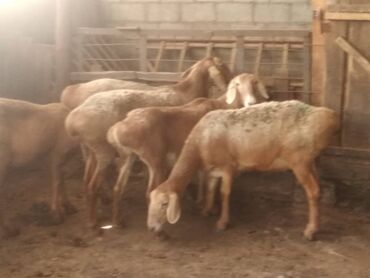 Бараны, овцы: Продаю | Овца (самка) | Полукровка | Для разведения | Матка, Ярка