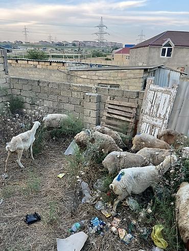 jersey cinsi: Qoyun sürüsü – yerli cins qarışığı - Təyinat: ət və damazlıq üçün — 2