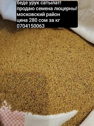 кофе 3 в 1: Семена люцерны. - Культура: люцерна (семена для посева) - Фасовка — 2