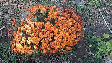 Гортензия: Гортензия БЕЛАЯ садовая. Крупные БЕЛЫЕ шары с футбольный мяч — 17