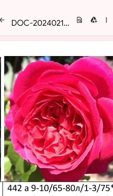 Садовые цветы и кустарники: Корни роз - Крупноцветковая чайно-гибридная роза с — 56