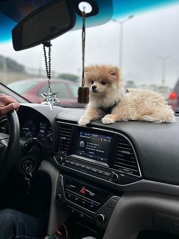 pomeranian mini: Cins: Pomeranian (Boo tipli) Rəng: Krem/açıq şaftalı Ölçü: Kiçik — 1