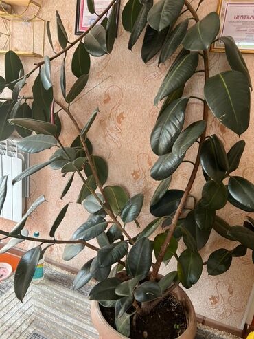 офисные мебели бишкек: Крупный комнатный фикус эластика (Ficus elastica) в высоком горшке. -
