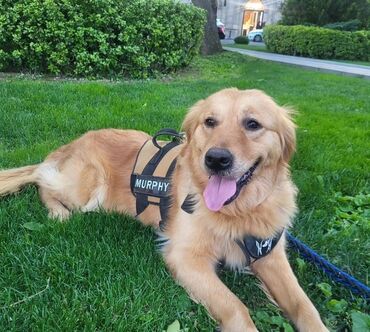 qız it adları: Labrador-retriver, 1 il, Erkek