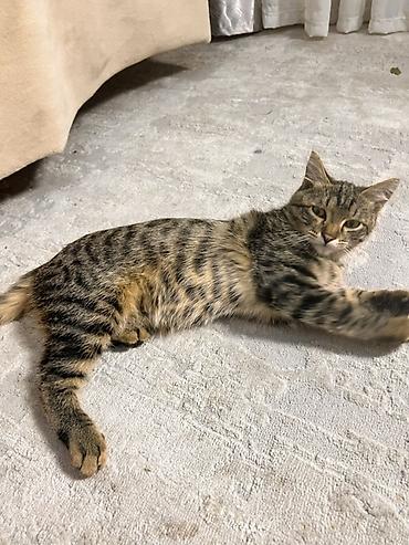 животные кот: Котёнок-подросток, тигровый табби. - Окрас: коричневый табби с — 1
