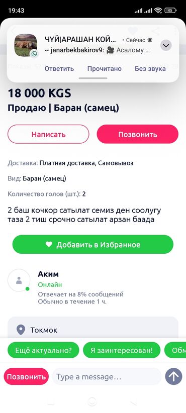 дом для кошек: Сатам | Кочкор (эркек)